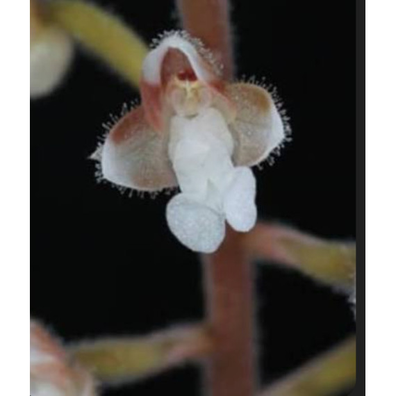 Macodes Sanderiana (Orquídea Jóia)