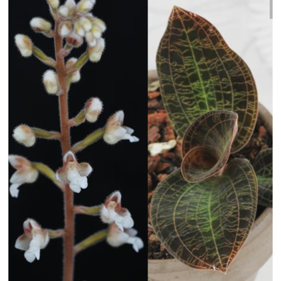 Macodes Sanderiana (Orquídea Jóia)