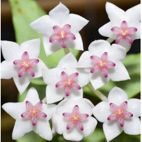 Flor de Cera Hoya Bella Albomarginata - 20 cm