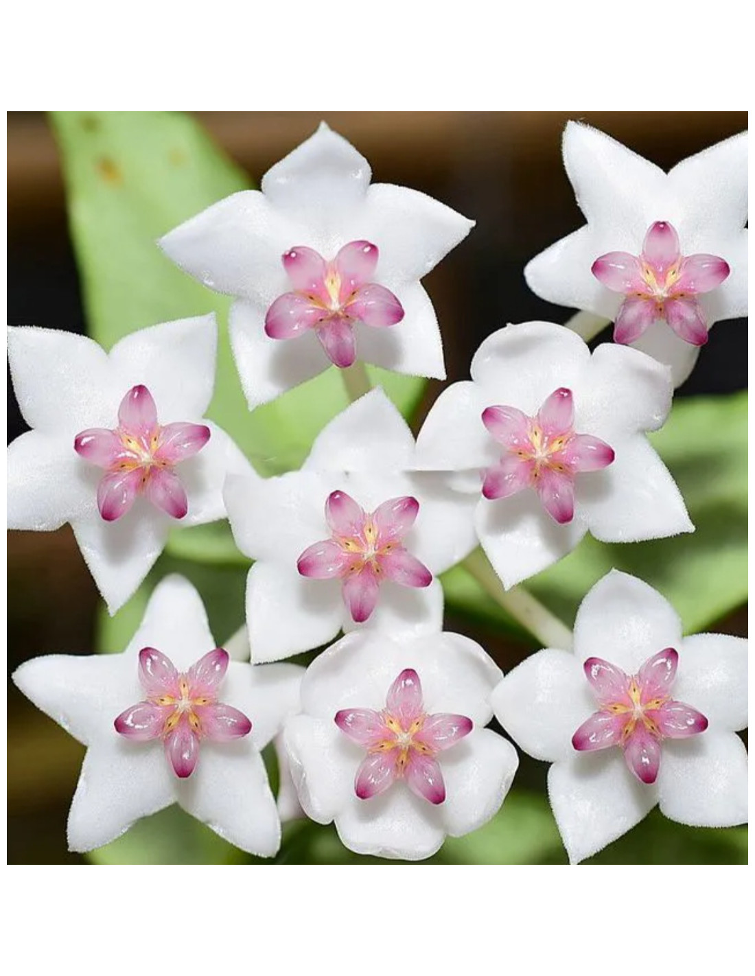 鉢花 518 Hoya bella 'AlbomarginataVariegata' 518 Hoya bella 'AlbomarginataVariegata'