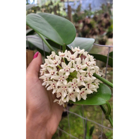 Flor de cera Hoya Australis Perfumada cm