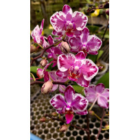 Phalaenopsis Younghome Kaleido - AD