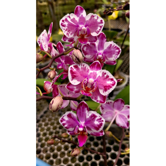 Phalaenopsis Younghome Kaleido - INICIANDO HASTE