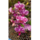 Phalaenopsis Younghome Kaleido - INICIANDO HASTE