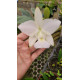 Cattleya Walkeriana Alba Tião - AD (confirmada)