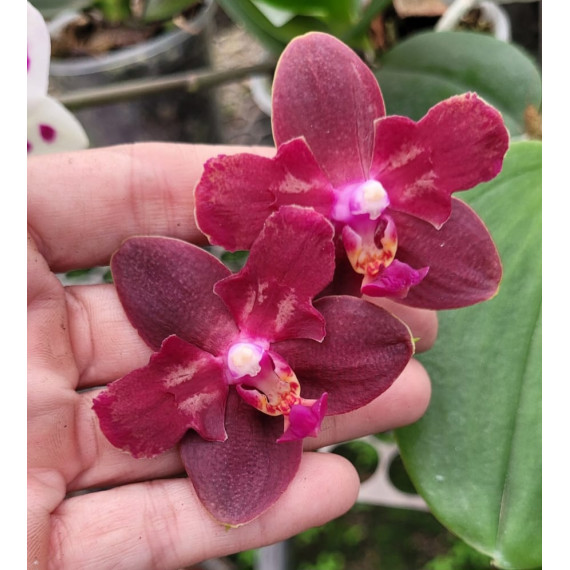 Phalaenopsis Zheng Min Parakeet 3108 - AD