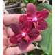 Phalaenopsis Zheng Min Parakeet 3108 - AD