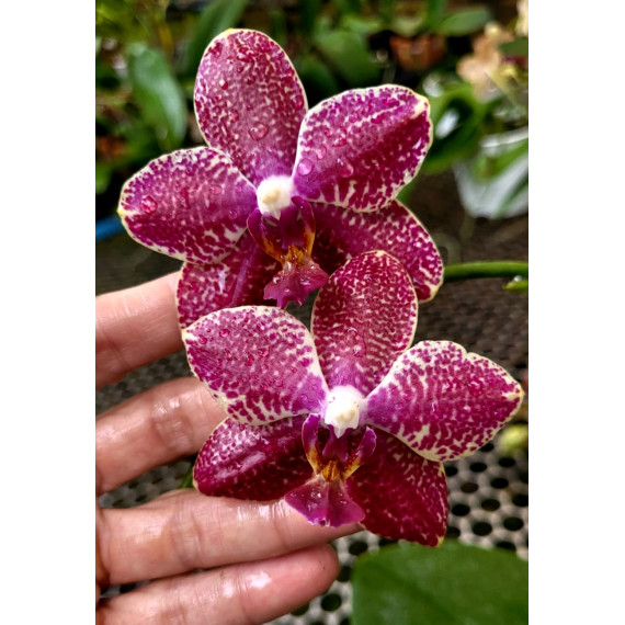 Phalaenopsis Exclusive PURPLE RED - AD