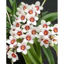 Sarcochilus Hartmanii - AD