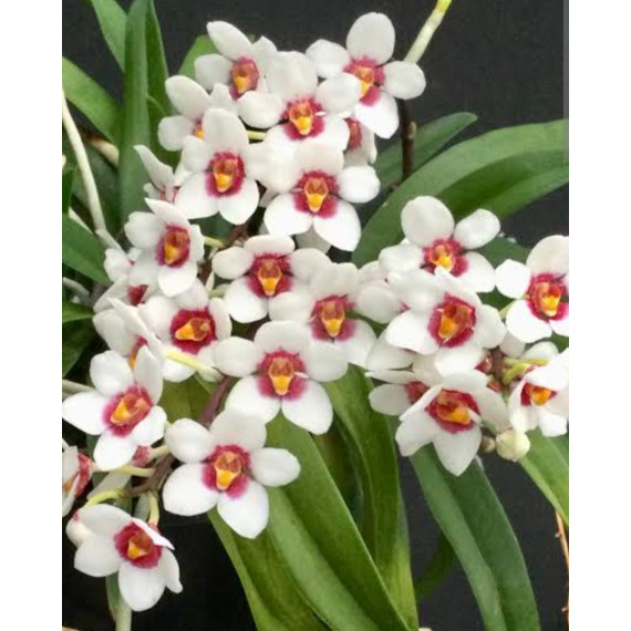 Sarcochilus Hartmanii - AD