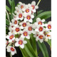 Sarcochilus Hartmanii - AD