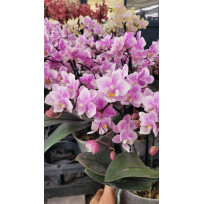 Phalaenopsis Jiahos Pink Girl - AD