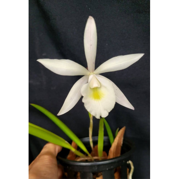 Brassavola Tuberculata x  C. Harrisoniana...