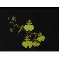 Oncidium Hydrophillum - AD