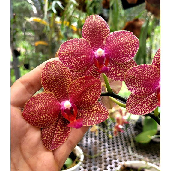 Phalaenopsis Exclusive OSC V 6 - AD