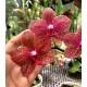 Phalaenopsis Exclusive OSC V 6 (Haste Floral)