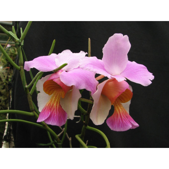 Kit Vanda Teres - 3 unidades