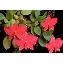 Sophronits Brevipedunculata - AD