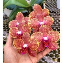 Phalaenopsis Exclusive OSC V 12 (Haste Floral)