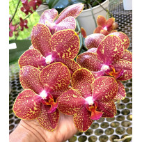 Phalaenopsis Exclusive OSC V 13 (COM Haste Floral)