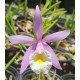 Brassavola Tuberculata x  C. Harrisoniana Caliman - NBS (Florada precoce)