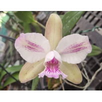 Cattleya Cantagalo Splash - AD
