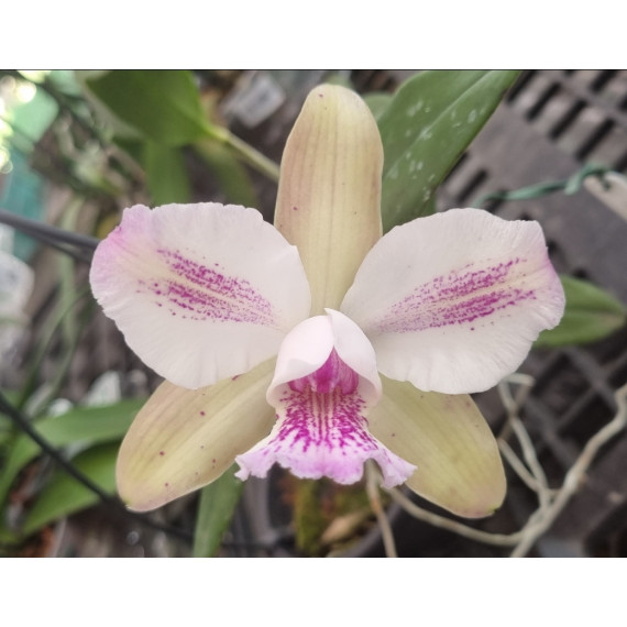 Cattleya Cantagalo Splash - AD