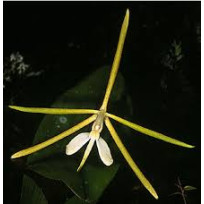 Epidendrum Tridens - NBS