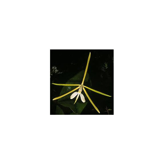 Epidendrum Tridens - NBS
