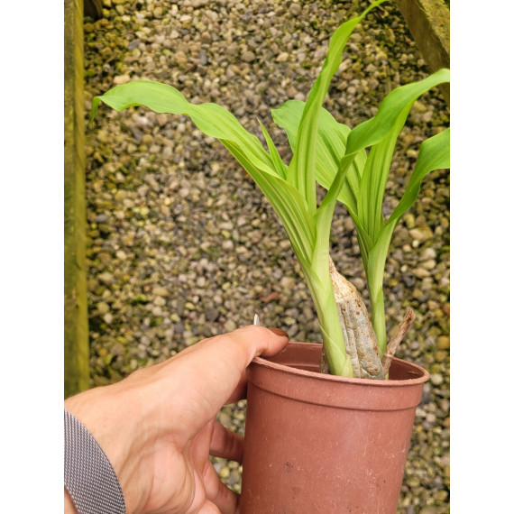 Calanthe Vestita Semi Alba - AD