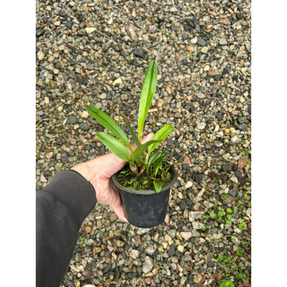 Slc. Primeiro Amor x Blazing "Orange Crush"