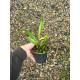Slc. Primeiro Amor x Blazing "Orange Crush"