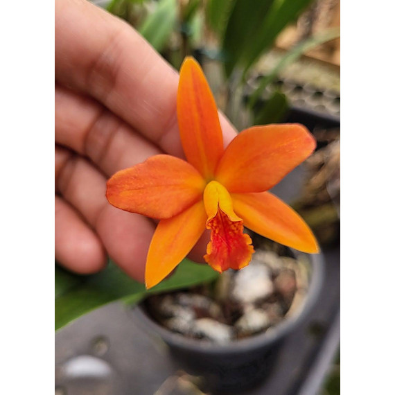 Slc. Primeiro Amor x Blazing "Orange Crush"
