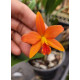 Slc. Primeiro Amor x Blazing "Orange Crush"