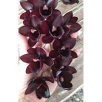 Fredclarckeara After Dark (MUDA + PLACA DE CAFÉ)