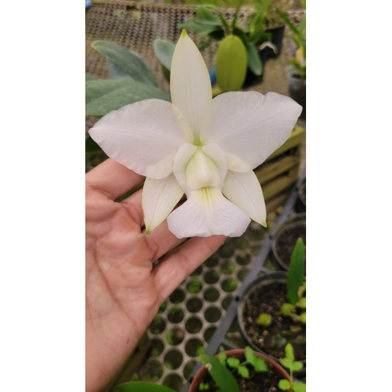 Cattleya Walkeriana Alba Tião - NBS
