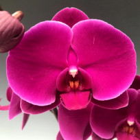 Phalaenopsis Joyride (DARK PINK)