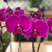 Phalaenopsis Joyride (DARK PINK)