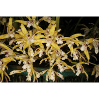 Maxillaria Ubatubana - AD