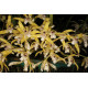 Maxillaria Ubatubana - AD