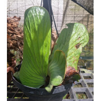 Platycerium Elephantotis