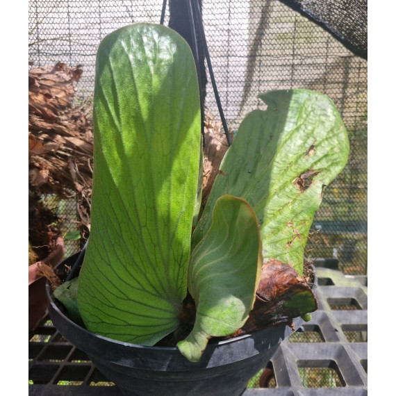 Platycerium Elephantotis