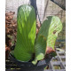 Platycerium Elephantotis