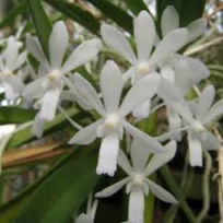 Neostylis Lou Sneary White - AD