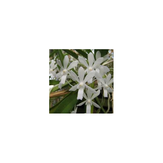 Neostylis Lou Sneary White - AD