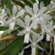 Neostylis Lou Sneary White - AD