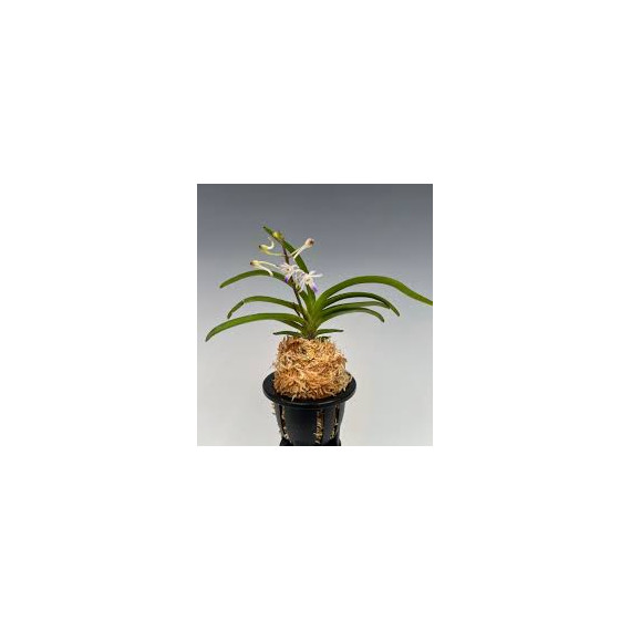 Neostylis Lou Sneary White - AD