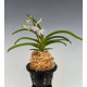 Neostylis Lou Sneary White - AD
