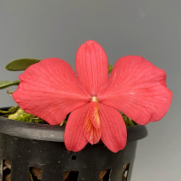 Sophronitis Brevipedunculata - AD