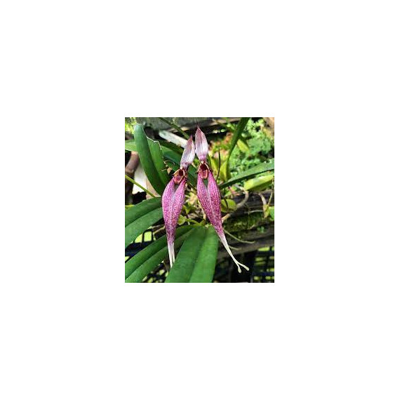 Bulbophyllum Biflorum Red - AD